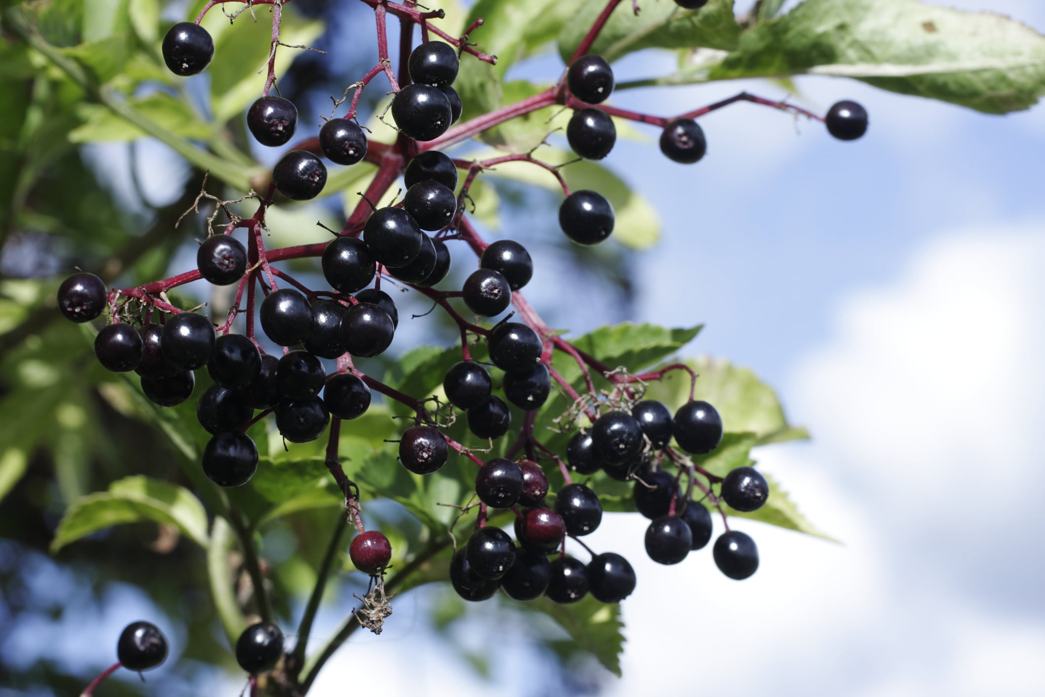 Elderberry is a traditional source for wines and remedies.