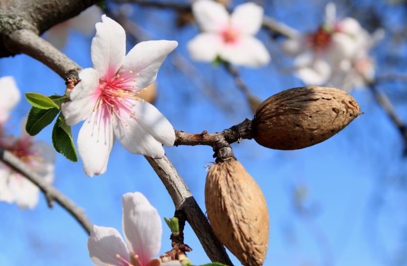 Dietary intervention with almonds can reduce risk factors associated with obesity, say scientists