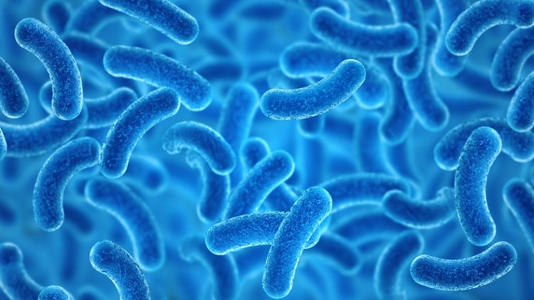 Taiwan's most popular health foods: Lactobacillus and stout camphor fungus top the list