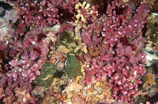 Lithothamnion__calcareum.jpg