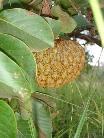 360px-Araticum.jpg
