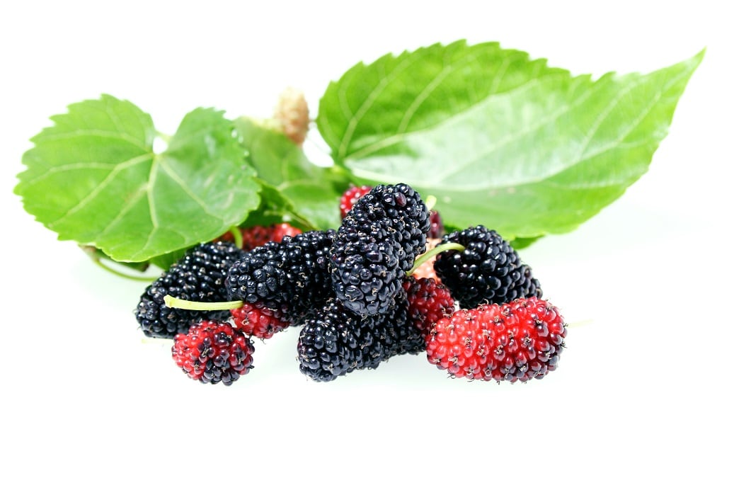 Unilever-study-finds-low-dose-mulberry-fruit-extract-impacts-glucose-spikes.jpg