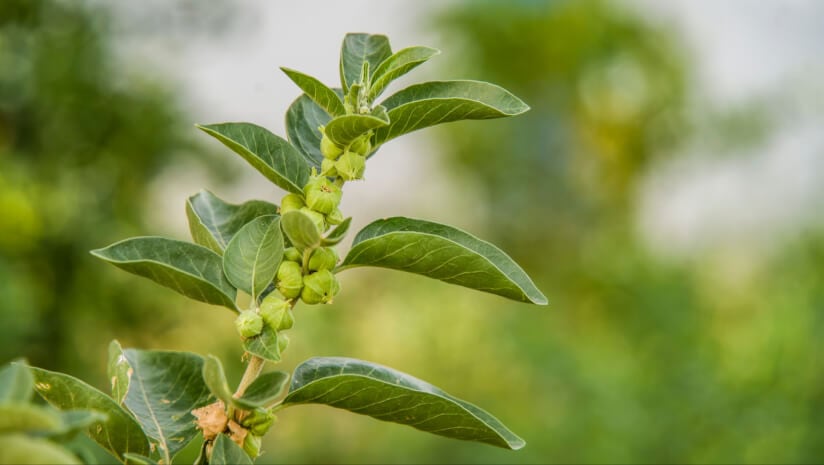 Ashwagandha (Withania somnifera) is widely used as an herbal remedy in traditional Ayurvedic medicine, with health benefits are largely attributed to the plant's active compounds called withanolides.