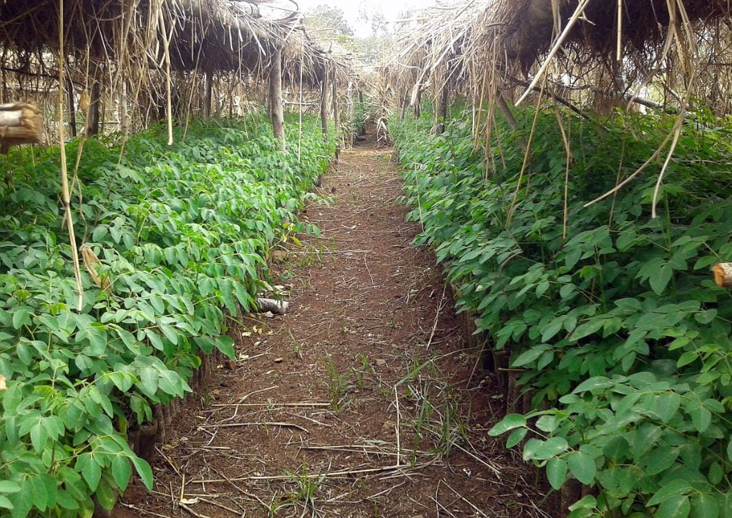 EFSA expresses concern over thyroid effects of Moringa leaf extract 