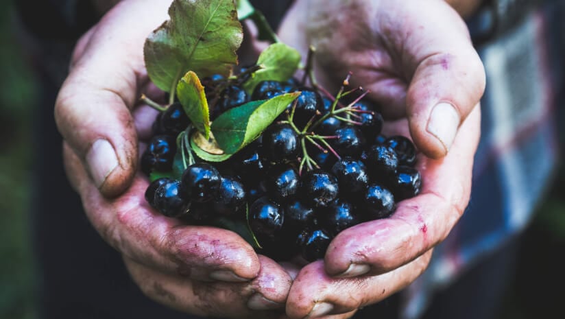 Aronia extract may boost attention and psychomotor speed: Study