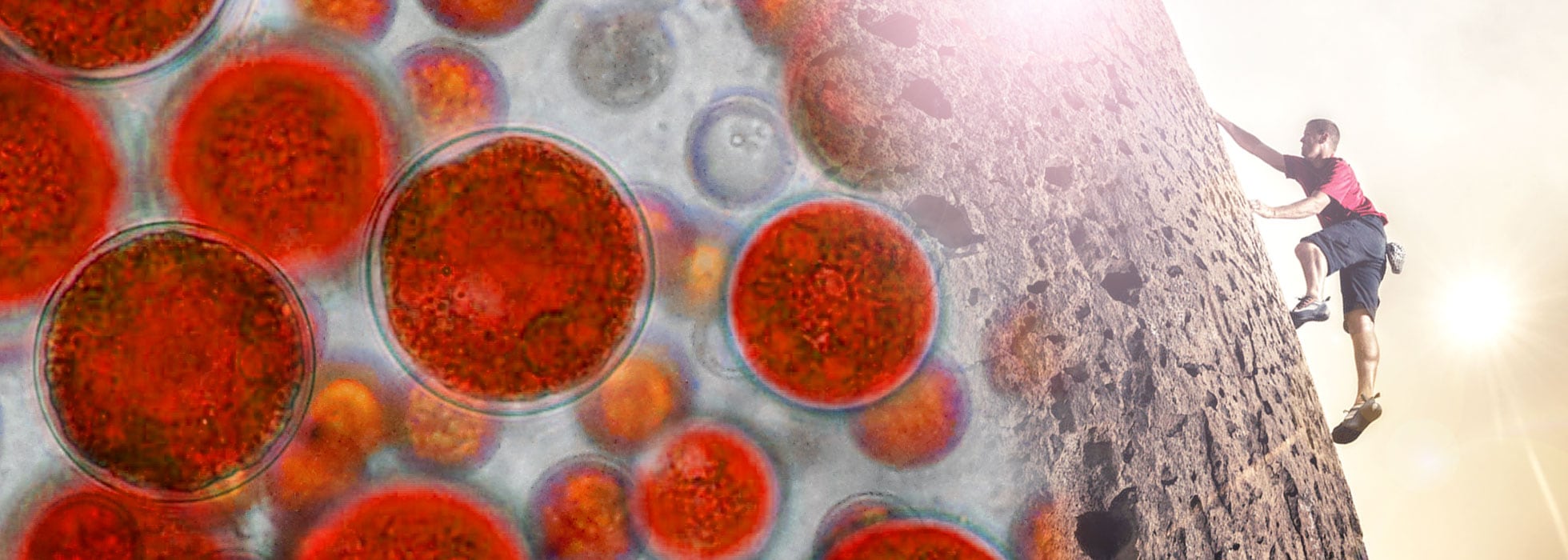 Beyond-astaxanthin-AstaPure-Arava-Powder-1.5-billion-years-of-resilient-evolution.jpg