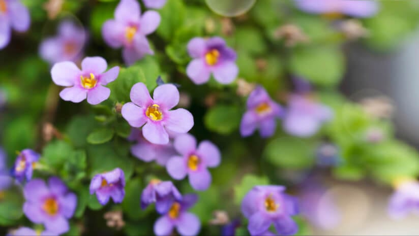 BAPP publishes bacopa bulletin highlighting mislabeling and adulteration