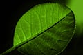 Naturally unique Plantcaps capsules take supplements to the next level