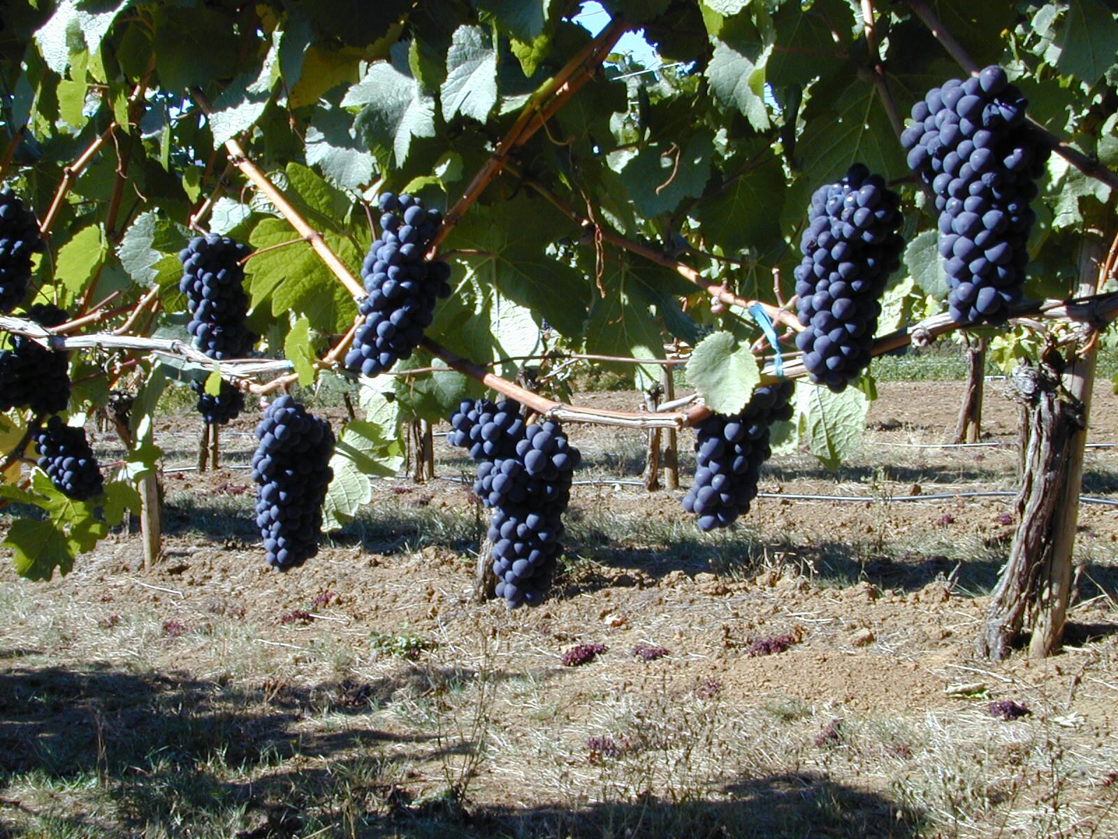 Cholesterol treatment guideline has little to say about polyphenols, other natural heart health ingredients