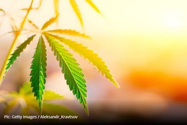 UK Food Standards Agency issues industry deadline for CBD authentication 