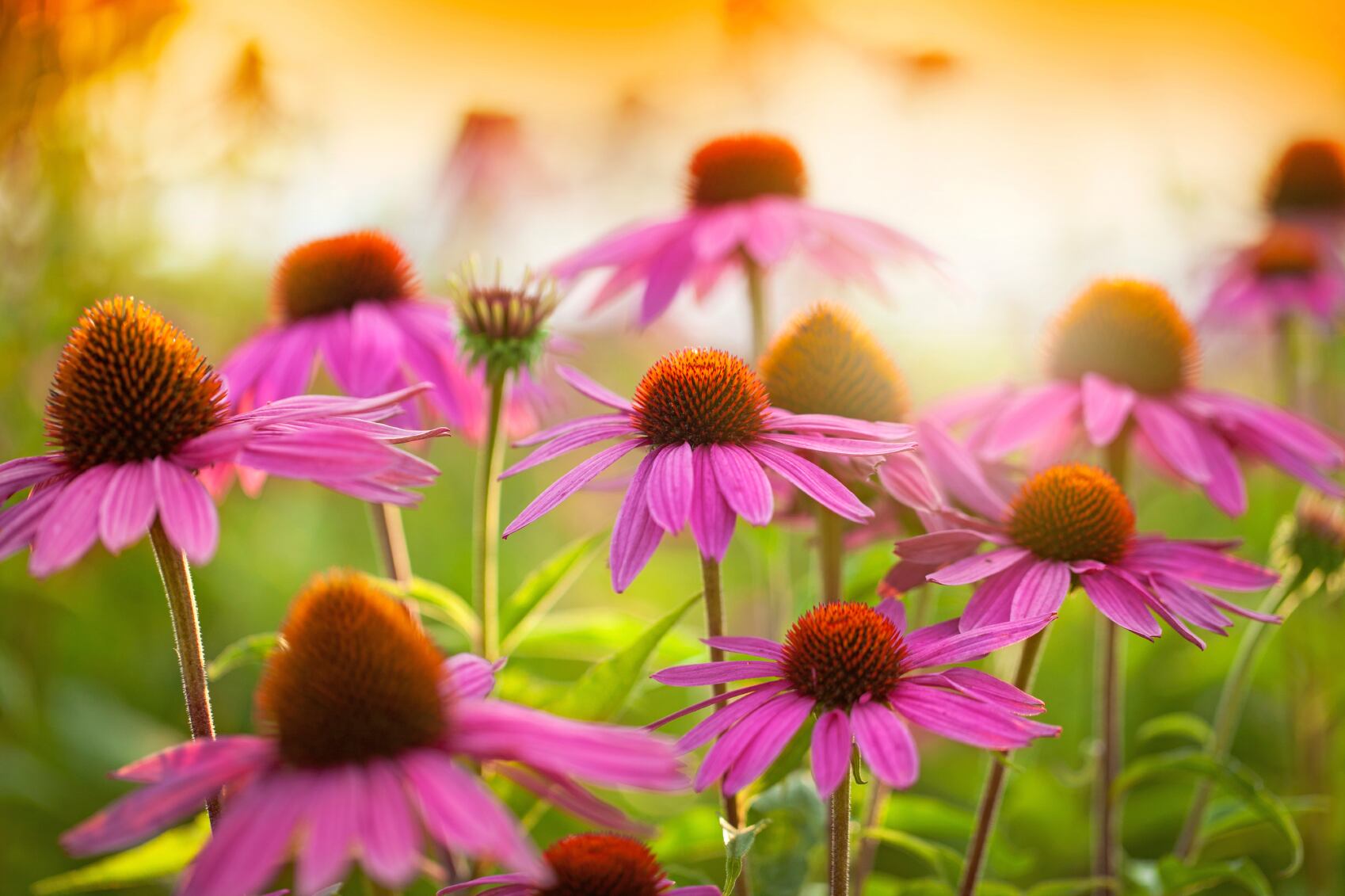 Echinacea-field-C-Jasmina81.jpg