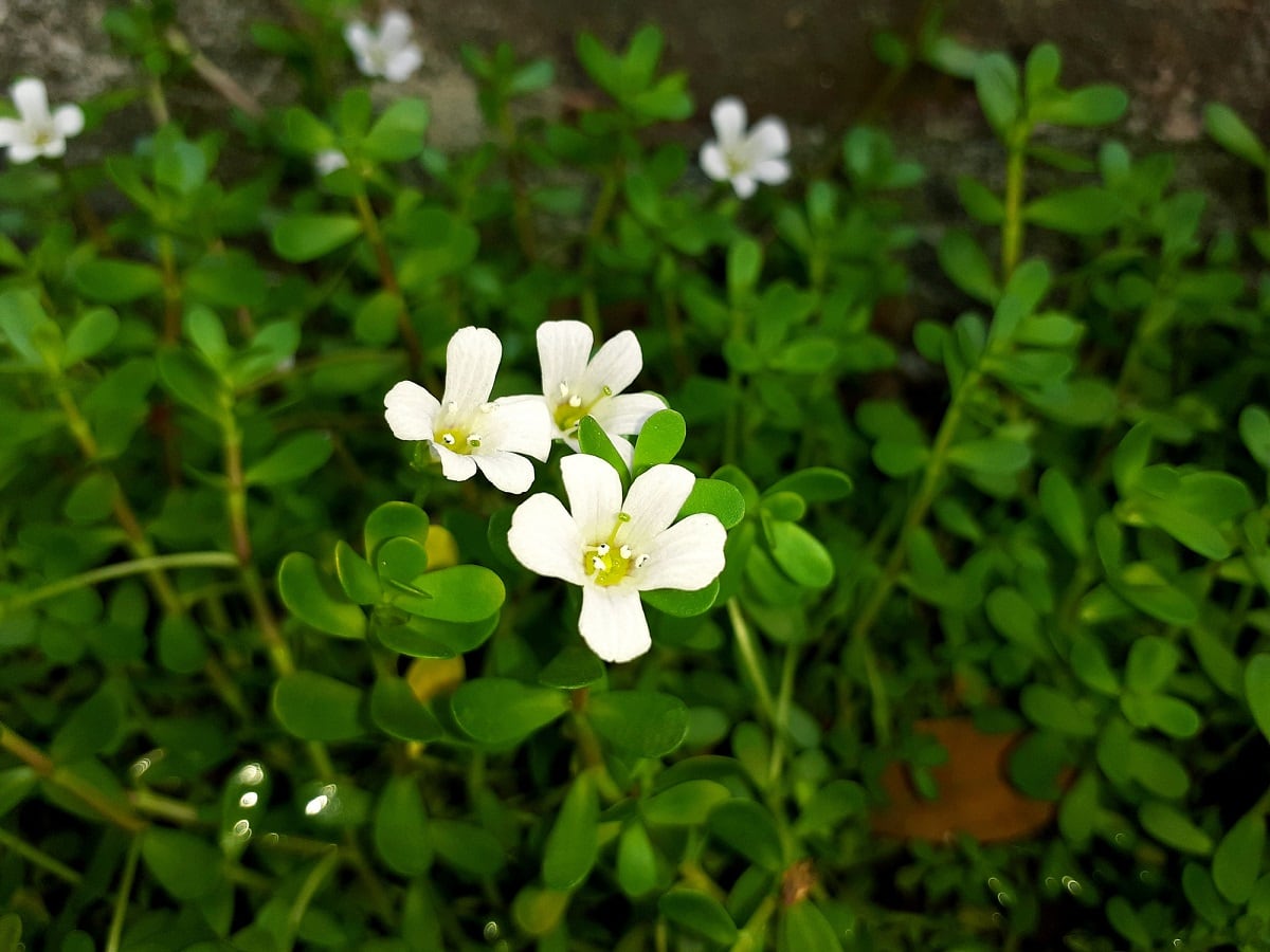 Bacopa extract may boost sleep, cognitive & mood measures in kids: Study