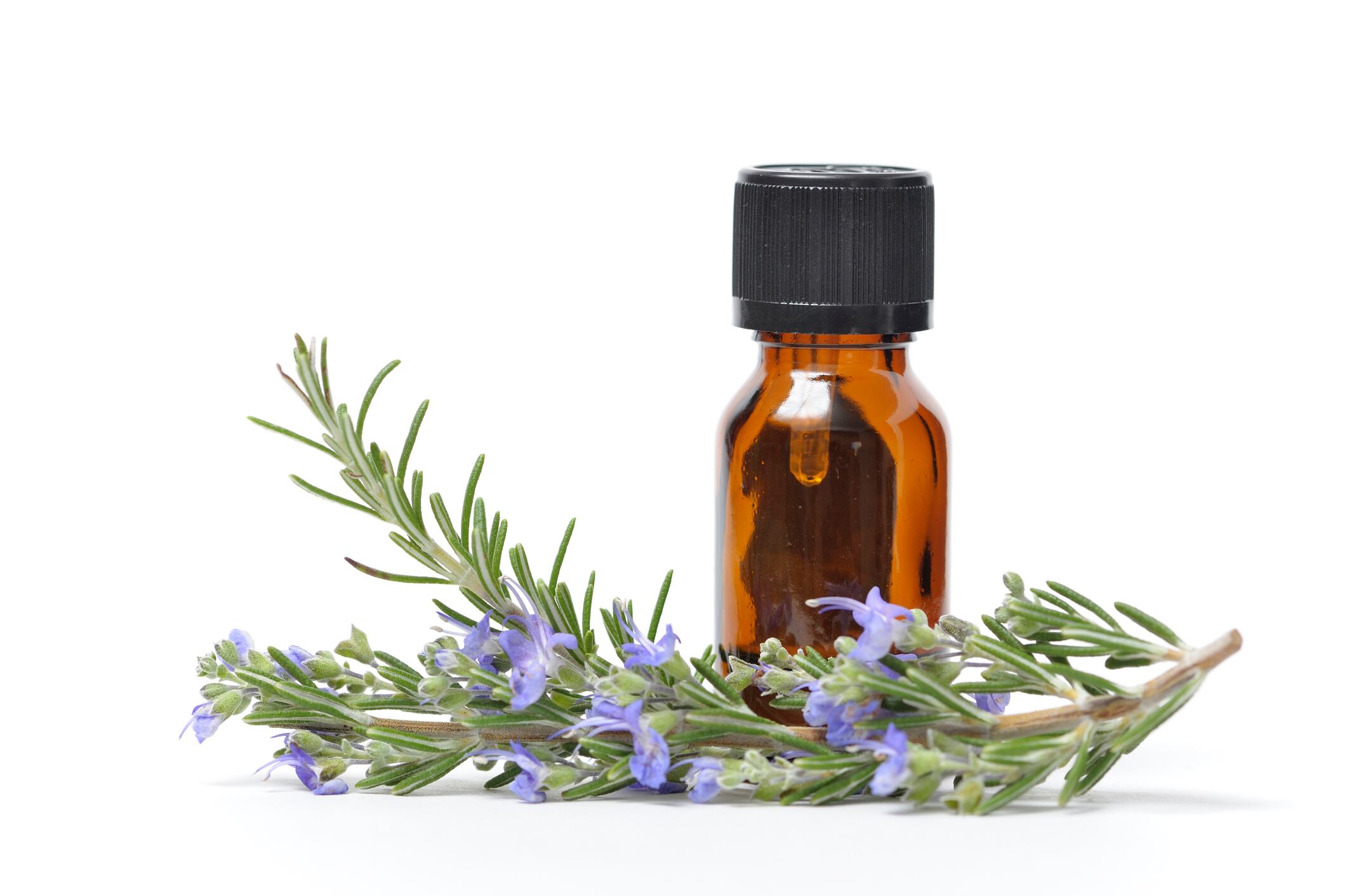 Researchers unravel muscle mass protective activity of rosemary leaf extract