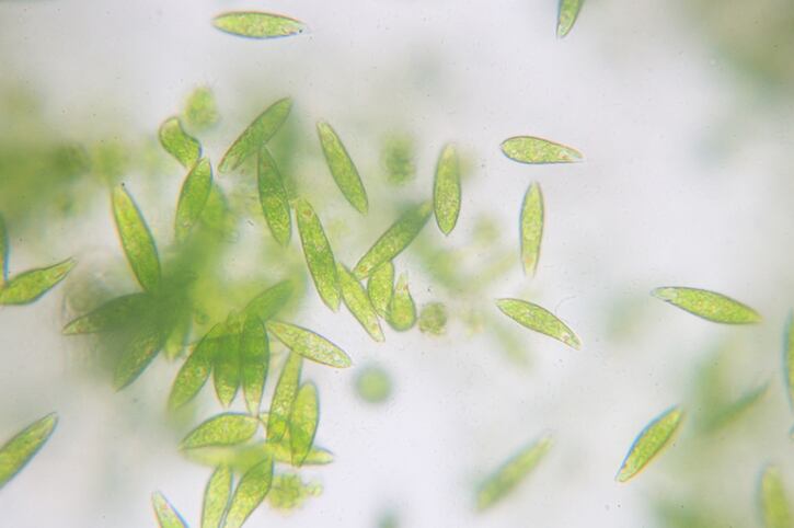 algae-microalgae-omega-3-protein-vegan-iStock-tonaquatic.jpg