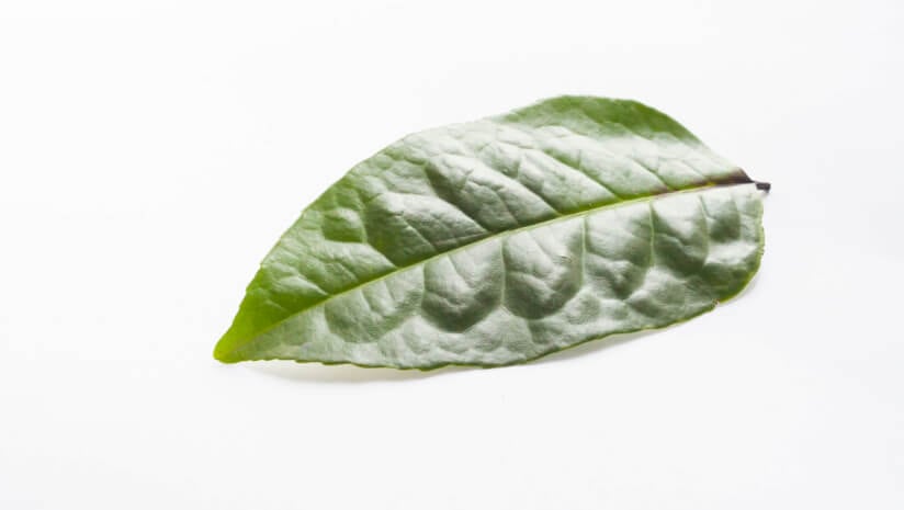 Study supports Guayusa tea extract's cognitive and mood benefits