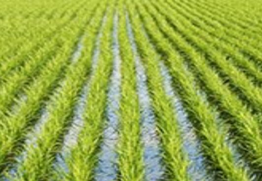 Axiom CEO: Secure supply, first to market positioning boosts plant based protein offerings