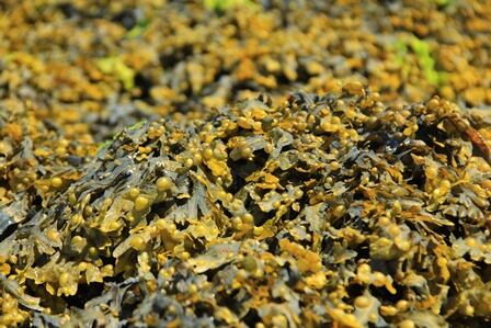 brown-bladderwrack-seaweed-Droits-d-auteur-jopelka.jpg