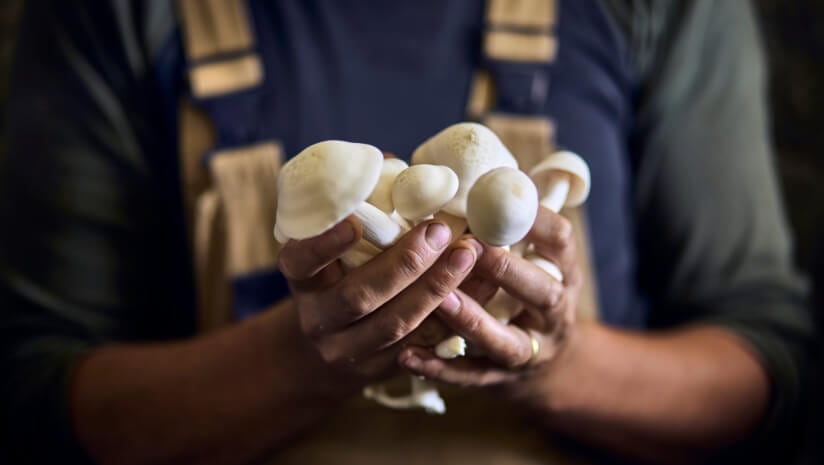 M2 Ingredients says functional mushrooms are biologically and chemically complex ingredients that do not behave like typical plant extracts, fibers or proteins.