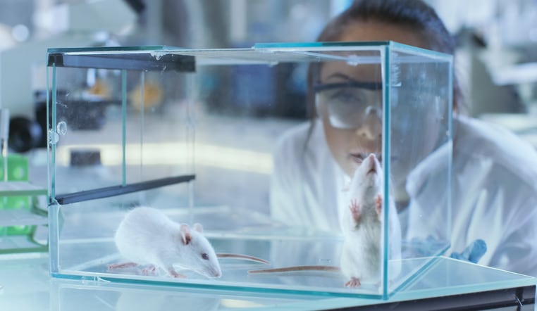 Kinder research: NZ academics develop jellies for delivering lipid-based ingredients during animal trials