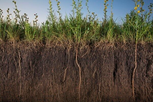 What does soil health have to do with the Cosmetics Industry?