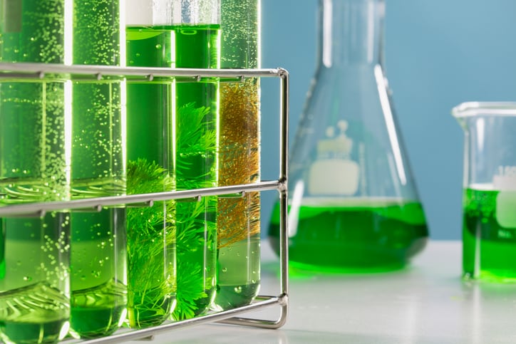 Microalgae protein company Brevel raises $8M in a seed funding round