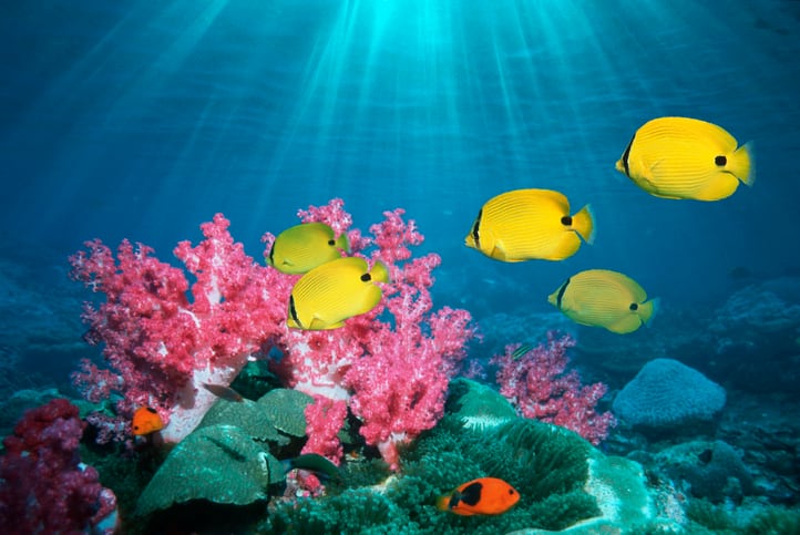 marine life and sun screen