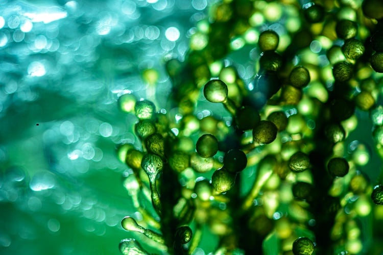 New Yemoja facility brings customized microalgae to cosmetics ingredient marketplace