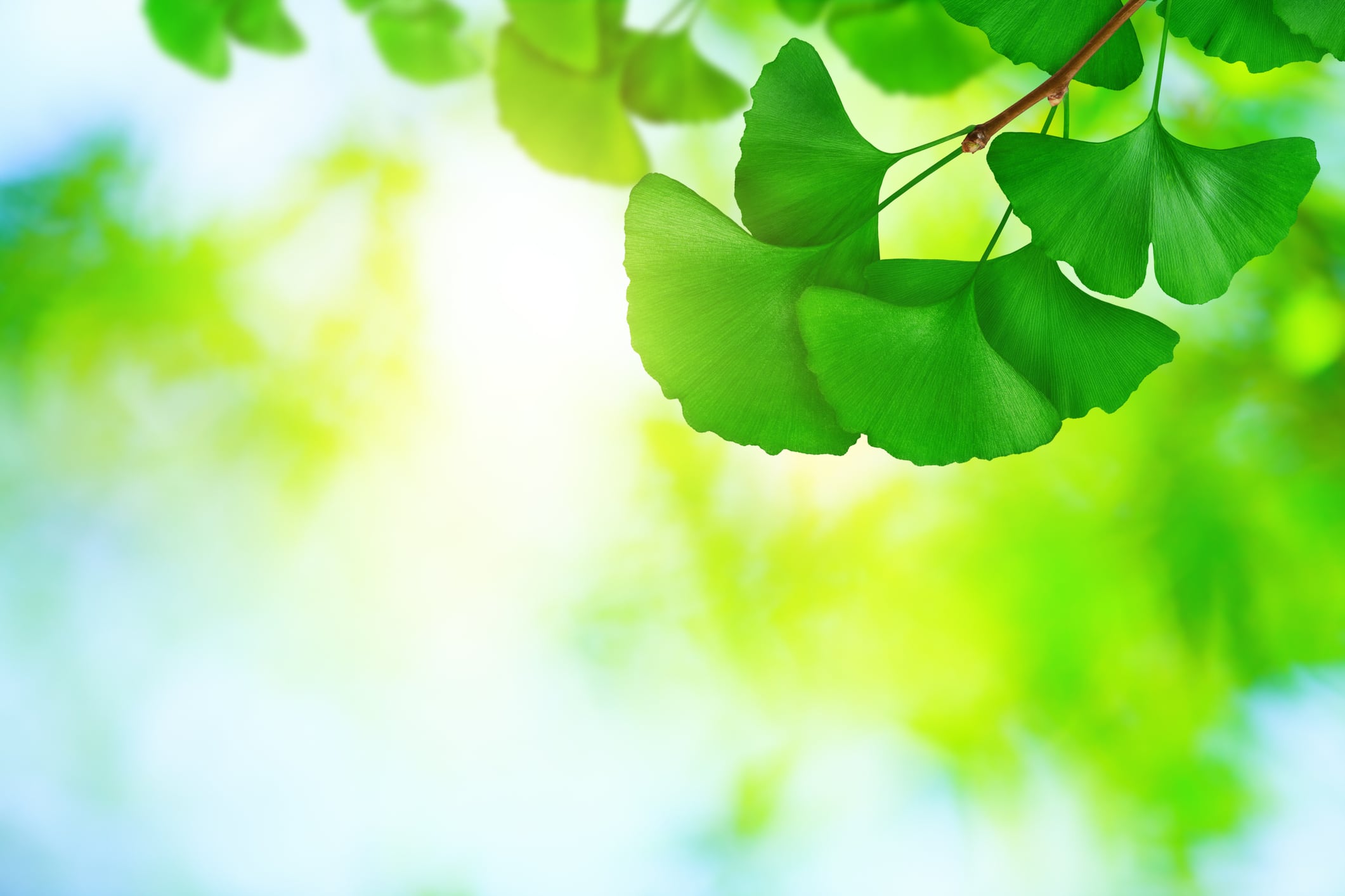 Study supports bioavailability boost for liposomal Ginkgo extract