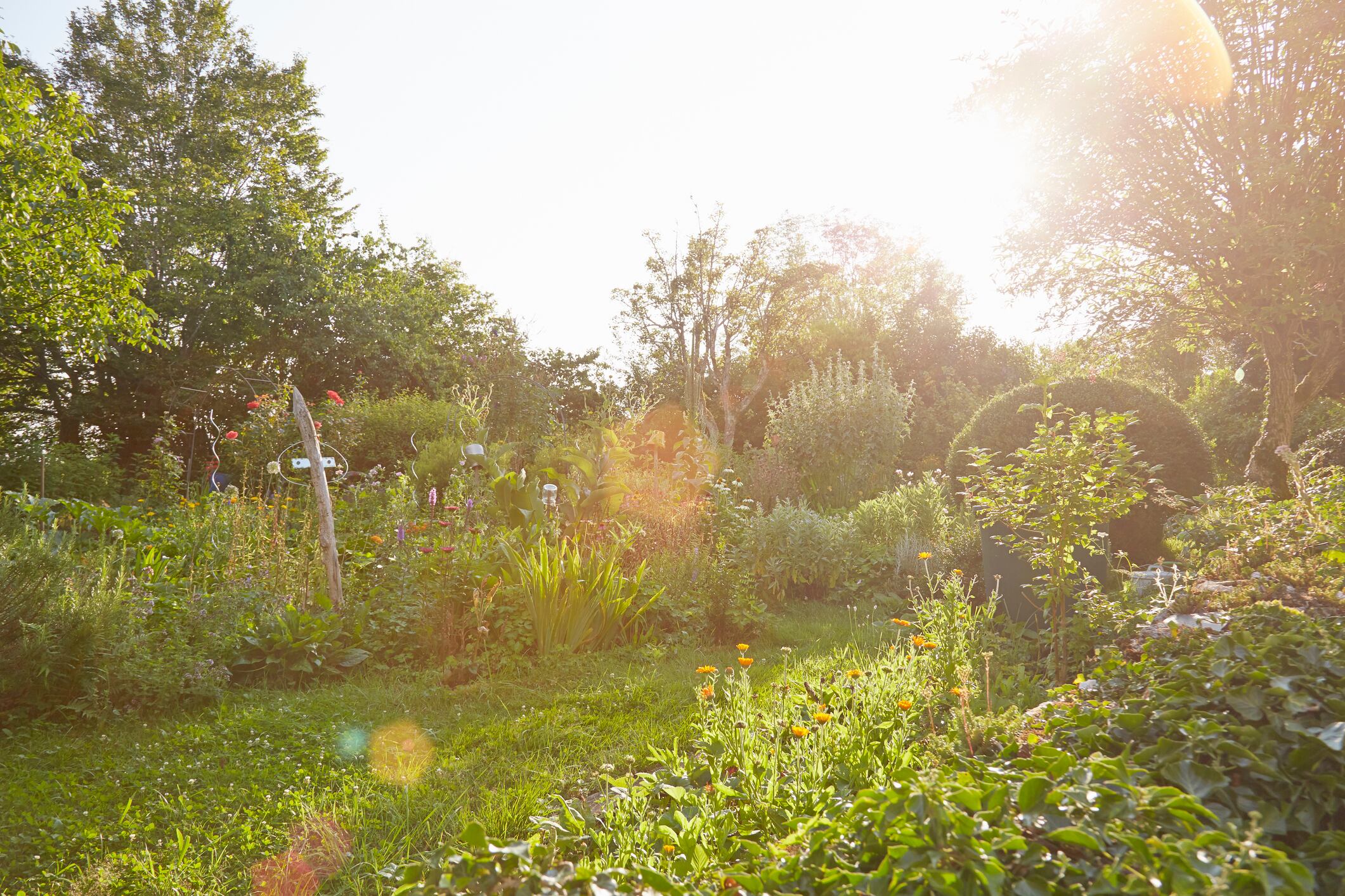 Herb garden in sunlight