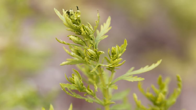 Artemisinin for COVID-19: Indian and US firms launch clinically tested supplement after ayurvedic regulatory approval