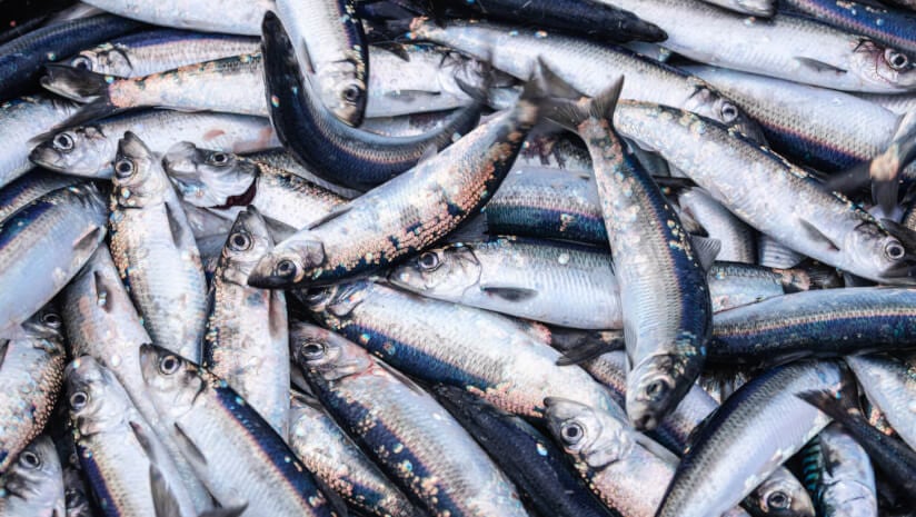 Omega-11-rich-fish-oil-may-reduce-cholesterol-says-rat-study.jpg