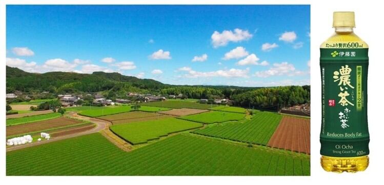 伊藤園、機能性表示を活用、緑茶を減量機能性飲料として販売