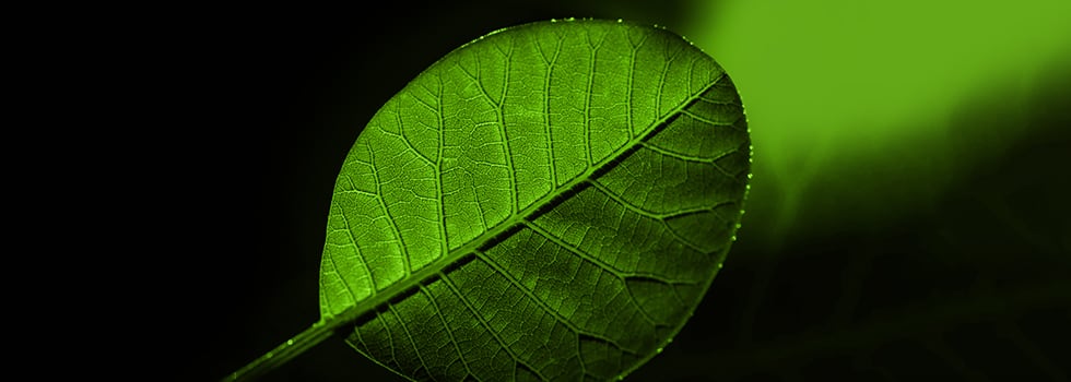 Naturally-unique-Plantcaps-capsules-take-supplements-to-the-next-level.jpg