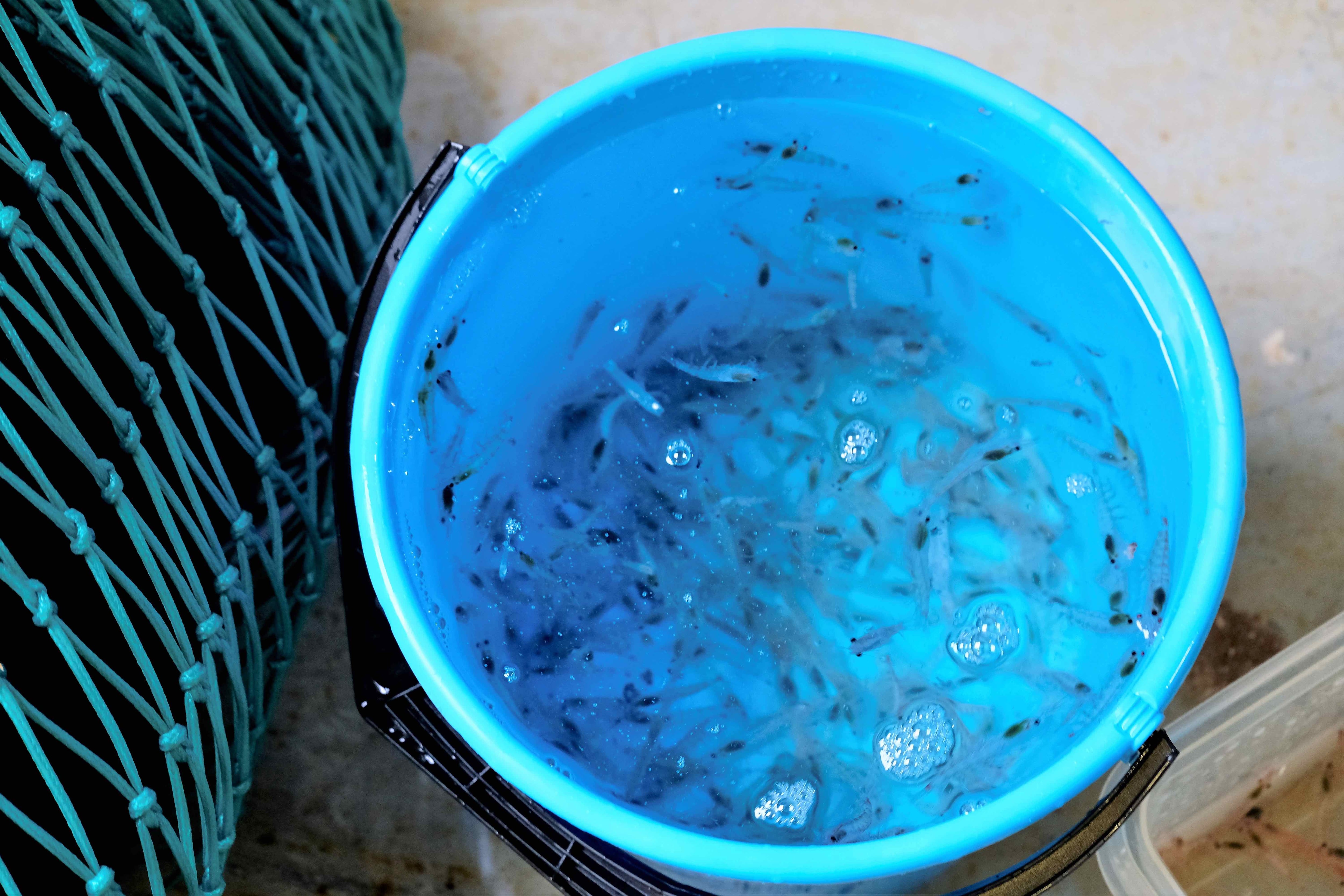 Aker seeks better understanding of krill oil’s potential in lupus research partnership