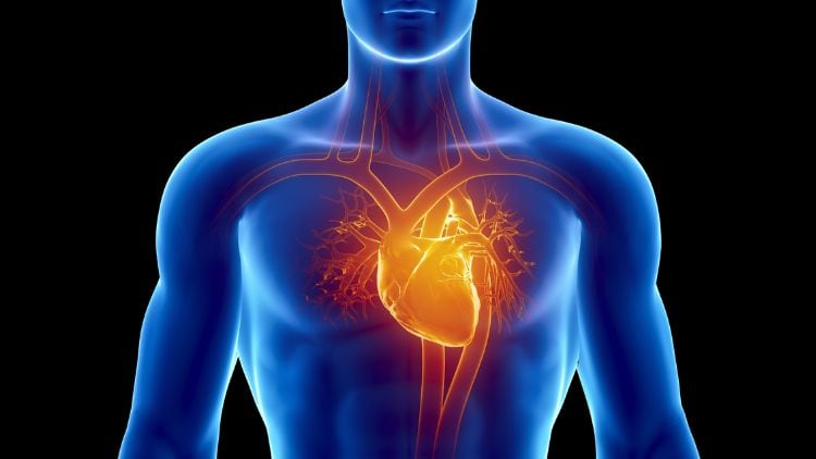 Cholesterol Support–KaraHeart vs Red Yeast Rice 