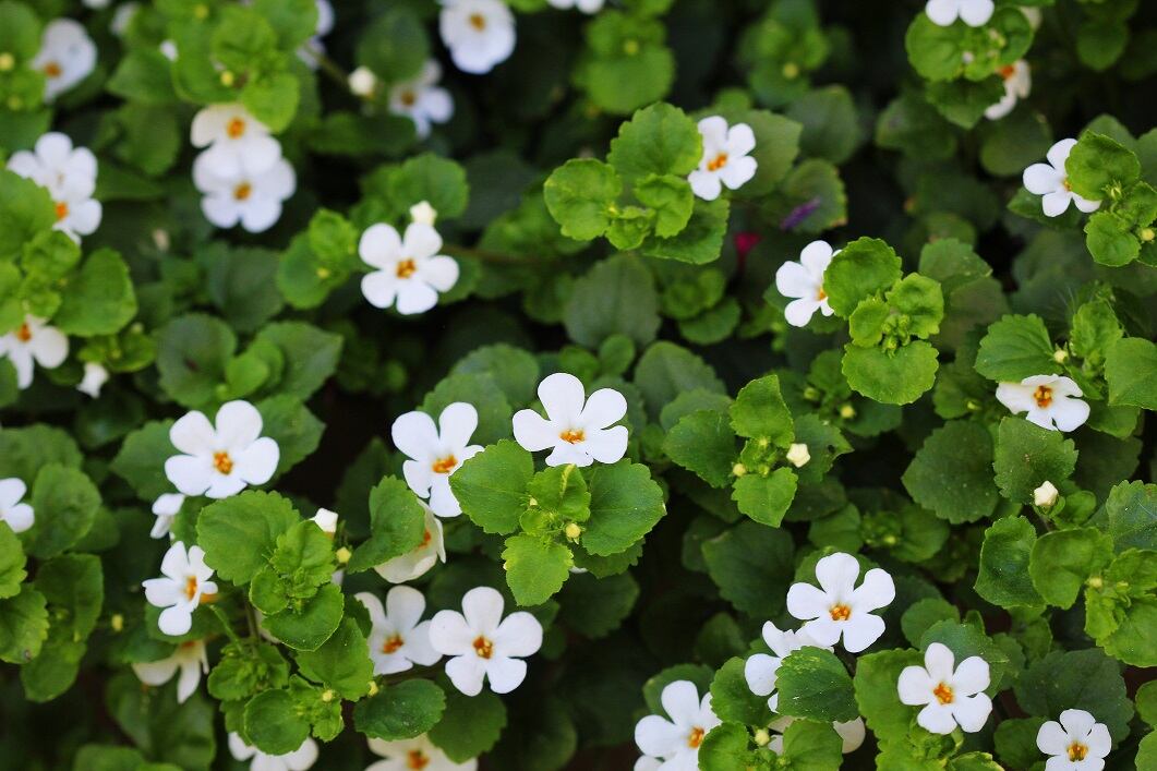 Bacopa monnieri extract linked to multiple mental wellbeing perks