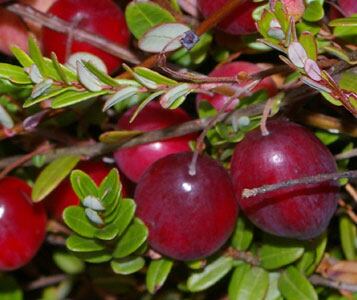 article-body-cranberry.jpg