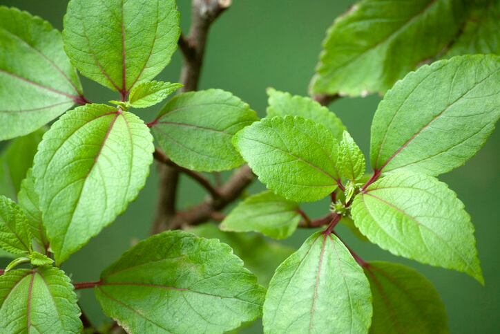 Popular Hawaiian tea ingredient poised for market growth, expert says