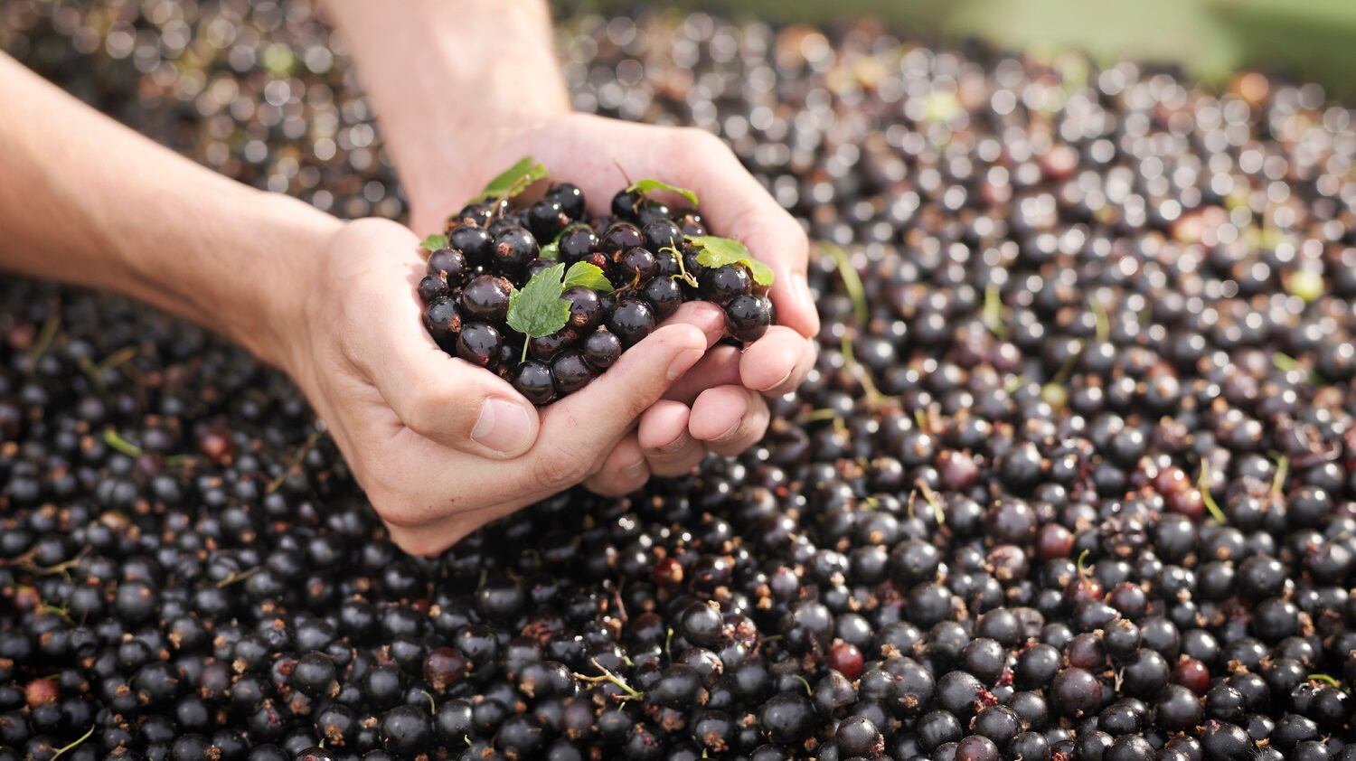 'An exciting discovery': Blackcurrant extract amplifies heart-health & metabolic benefits of exercise: RCT