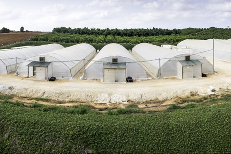 SimpliiGood, Haifa tie-up will be 'transformative' for sustainable spirulina