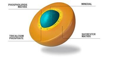 Picture2-Sucrosoma-structure.jpg