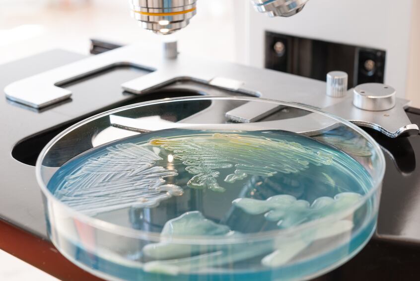 microbiology-research-science-vitro-gut-probiotics-bacteria-iStock-Zaharia_Bogdan.jpg