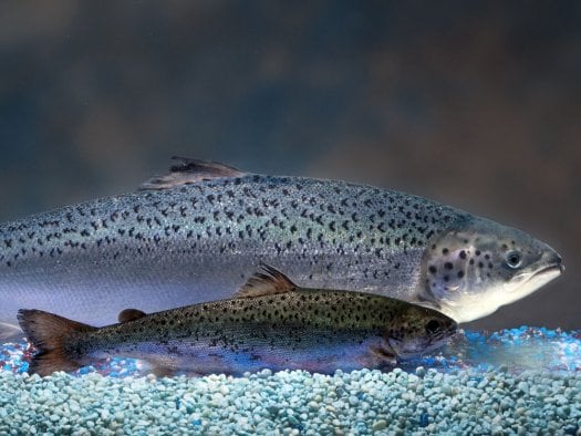 AquaBounty-GM-salmon.jpg