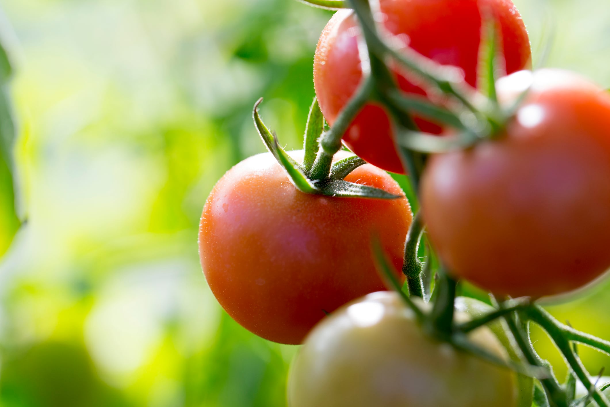 Tomato extract may modulate gut microbiota and reduce TMAO levels