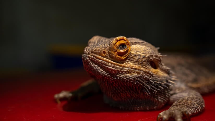 Bearded dragon
