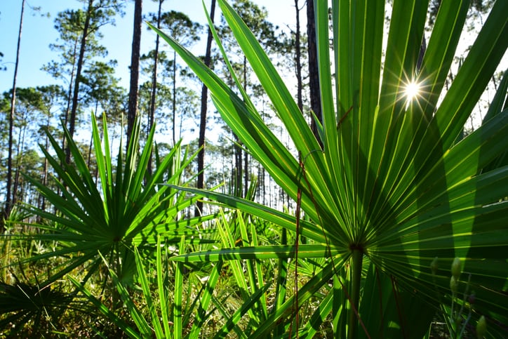 Habitat-loss-climate-change-cloud-saw-palmetto-s-future-ABC-article-warns.jpg