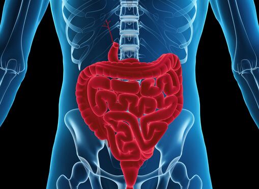 Fish collagen peptides quell gut inflammation in mouse, blood tissue study