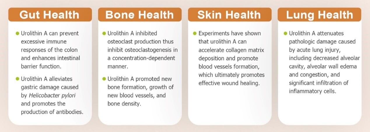 Potential health benefits of Urolithin A