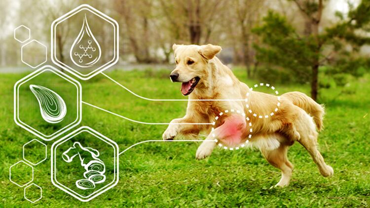 Science-driven-pet-supplements-for-joint-and-coat-health.jpg