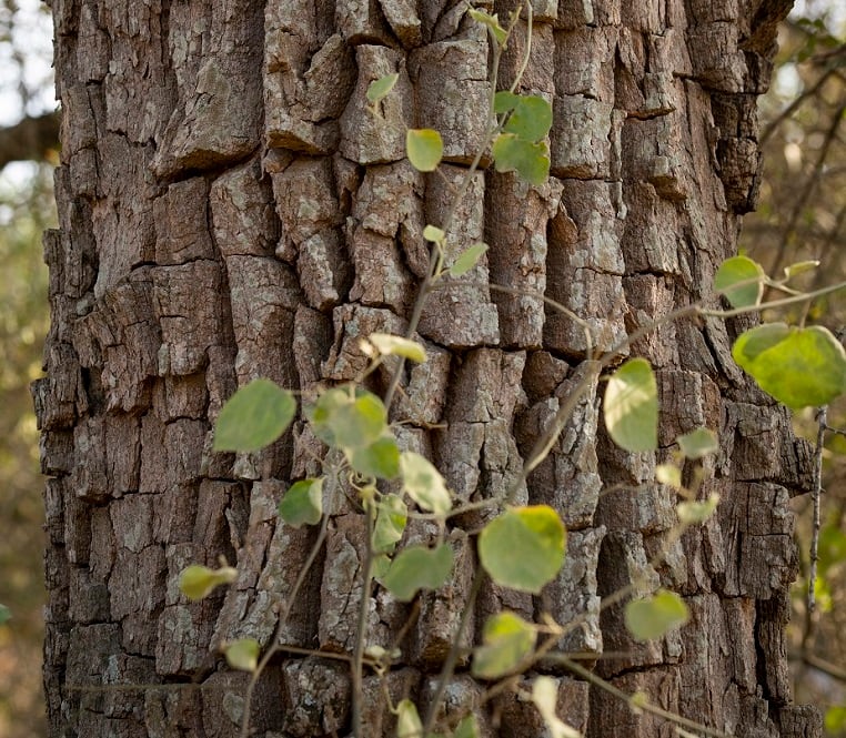A quebracho tree in Formosa, Argentina.